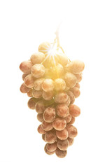 Weinrebe im Gegenlicht