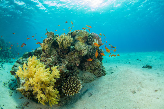 Fototapeta Beautiful coral reef with sealife