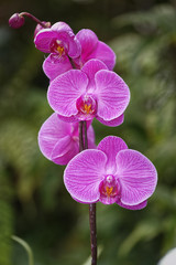 Orchid Beautiful flower isolated with blurred background