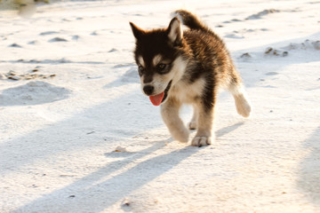 Puppy Alaskan Malamute