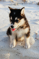 Puppy Alaskan Malamute