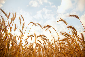 wheat field countryside hot day © goldeneden