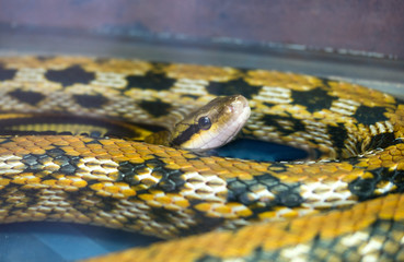 Python in cage