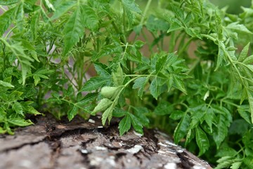 Raindrop on leaves of the green tree are beautiful on timber, after raining in the forest.