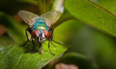 macro photo of a fly