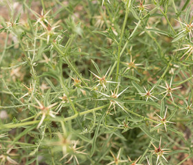 Prickly plant