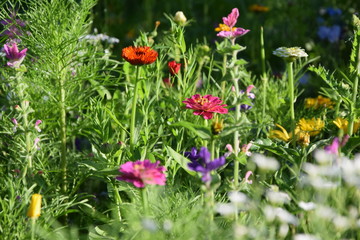 Blütenträume wilde Blumenwiese