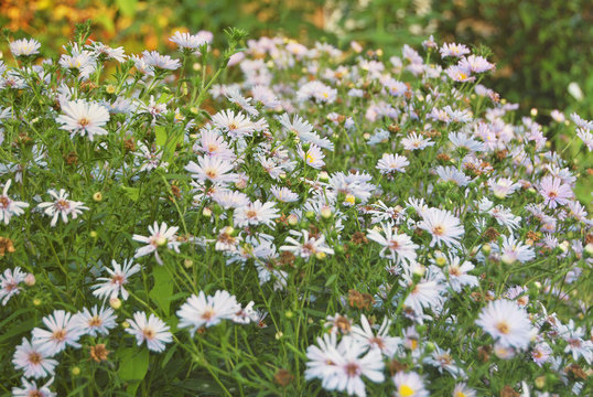 Fototapeta Light blue garden camomiles at sunset in warm colors