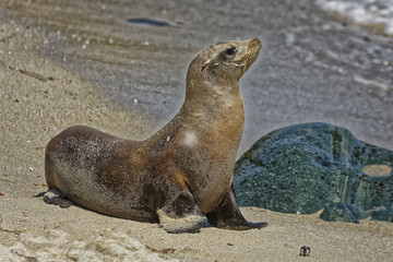 Fototapeta premium Sea lion posing on the beach with rocks and water in the background 
