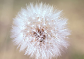 Single dandelion flower with seeds isolated on a soft blurred background