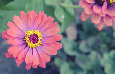 Beautiful flowering. Summer wildflower. Zinnia.