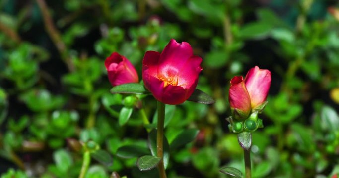 Timelapse Common Purslane blooming in the morning.
