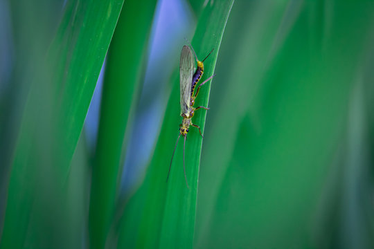 Widelnica, Plecoptera