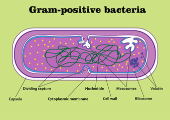 Structure  of gram-positive bacterium