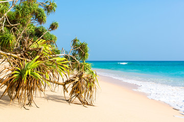 Tropical beach with white sand, yuccas and coconut trees. Located in northern part of the Habaraduwa beach close to the small town Koggala. The south coast is very popular among surfer