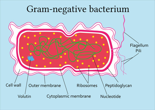 Structure  of gram-negative bacterium