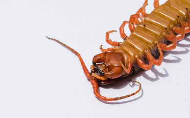 Large red centipede in upside down closeup with isolated white seamless background from Thailand.