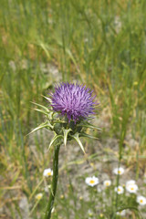 Silybum marianum