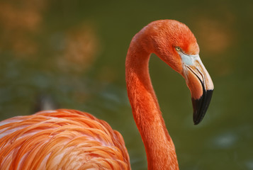 Flamingo portrait showing beak head neck and part of body with blurred background