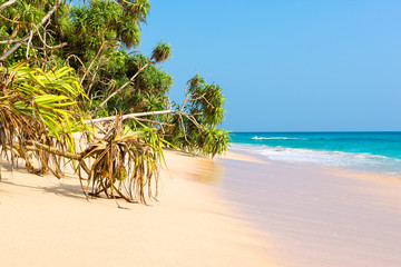 Tropical beach with white sand, yuccas and coconut trees. Located in northern part of the Habaraduwa beach close to the small town Koggala. The south coast is very popular among surfer
