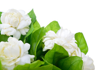 arabian jasmine, jasminum sambac, flower and leaves, jasmine tea flower isolated on white background