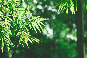 Leaf texture background with sun light and flare light in Thailand. Abstract natural background.