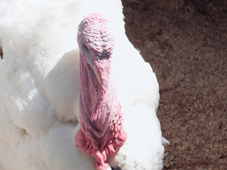 Tom-turkey of  breed - English cross BIG-6