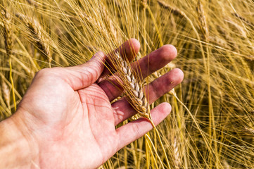 Wheat ears in the hand. Harvest concept