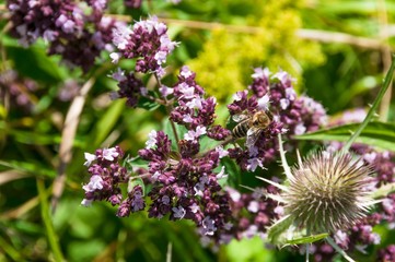 Blooming wild oregano with a bee in Germany