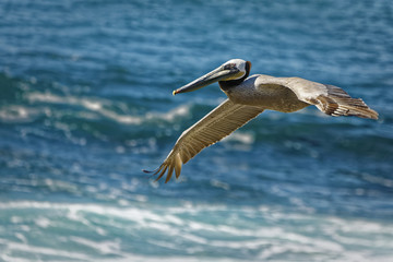 Pelican flying in The sky