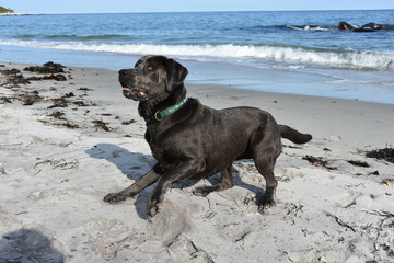 Silver labrador playing in the surf