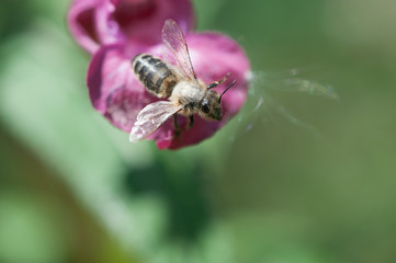 Biene auf Blume