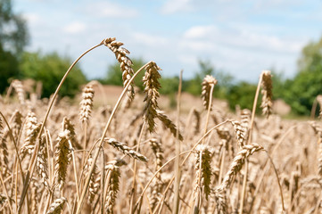 Closeup of wheat growing in a field