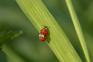 Le coccinelle si riuniscono