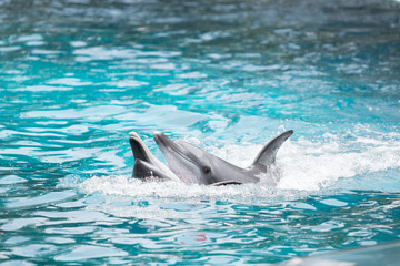 Fototapeta premium animal