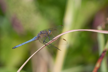 libellula su un filo d'erba