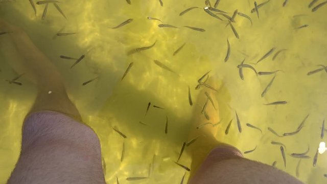 Feeding fish with pieces of bread