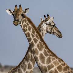 Obraz premium 2 Giraffes