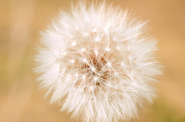 White fluffy dandelion on the blurred background