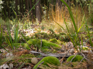 Forest ground