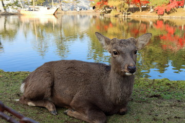 Fototapeta premium 紅葉の奈良