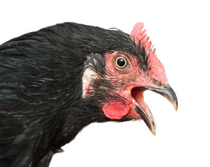 Black chicken head