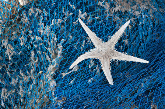 Starfish in fishing net