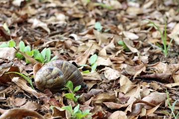 Snail on the ground and the pile of dry leaves. it is a mollusk with a single spiral shell into which the whole body can be withdrawn.