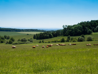 Fototapeta na wymiar Grazing a herd of cows, Czech republic