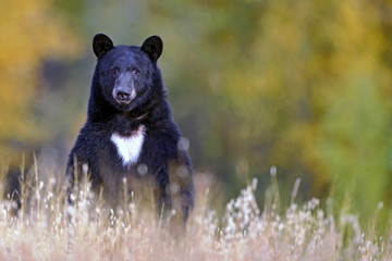 Naklejka premium Large Black Bear standing upright in field, watching, alert, blurred trees in autumn colors in background