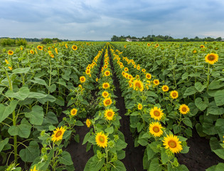 Fototapeta na wymiar landscape with sunflower field over cloudy blue sky