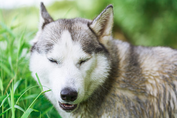 Portrait of Siberian Husky in the summer forest
