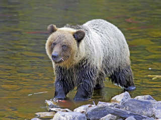 Young Grizzly Bear standing in creek  holding fish in water, watching