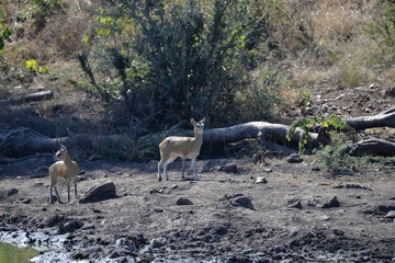 Klipspringer